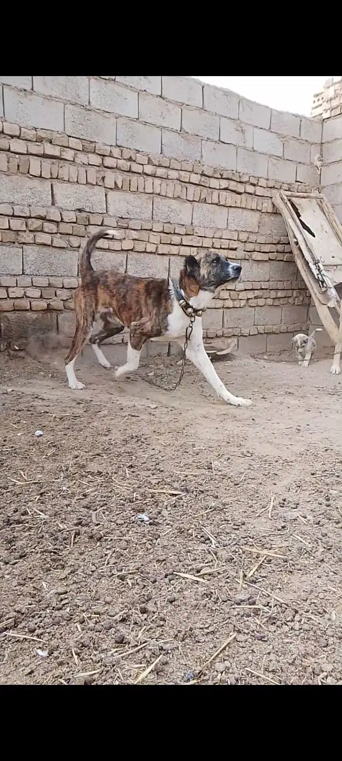 جفت حیون گوسفندی رمتاز اجیر ب زمانت گله همه|سگ|زاوه, |دیوار