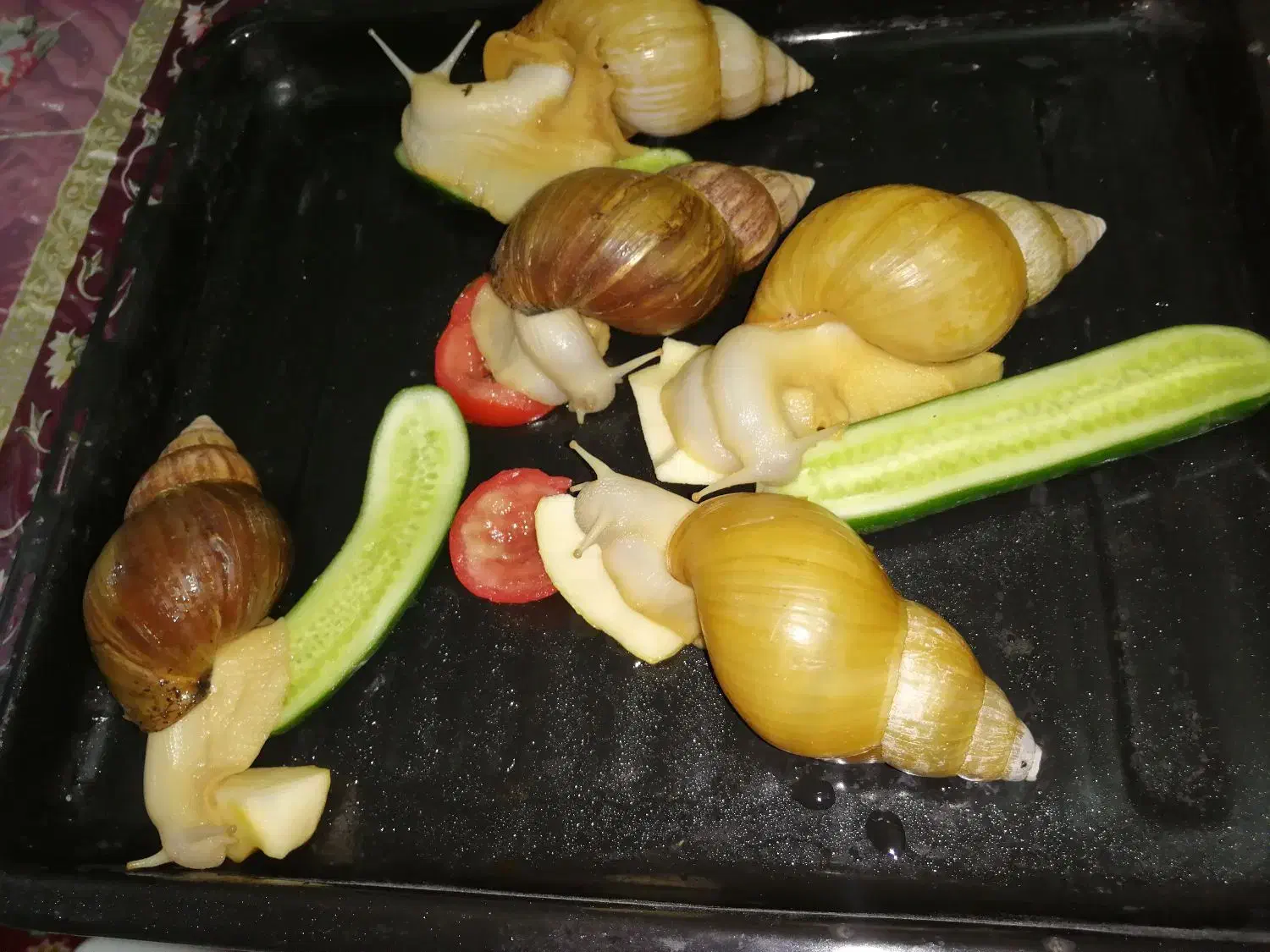 حلزون تخم گذار|خزنده|بم, |دیوار