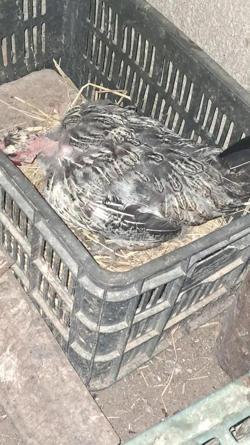 فروش فوری مرغ محلی تخم گذار|حیوانات مزرعه|بهشهر, |دیوار