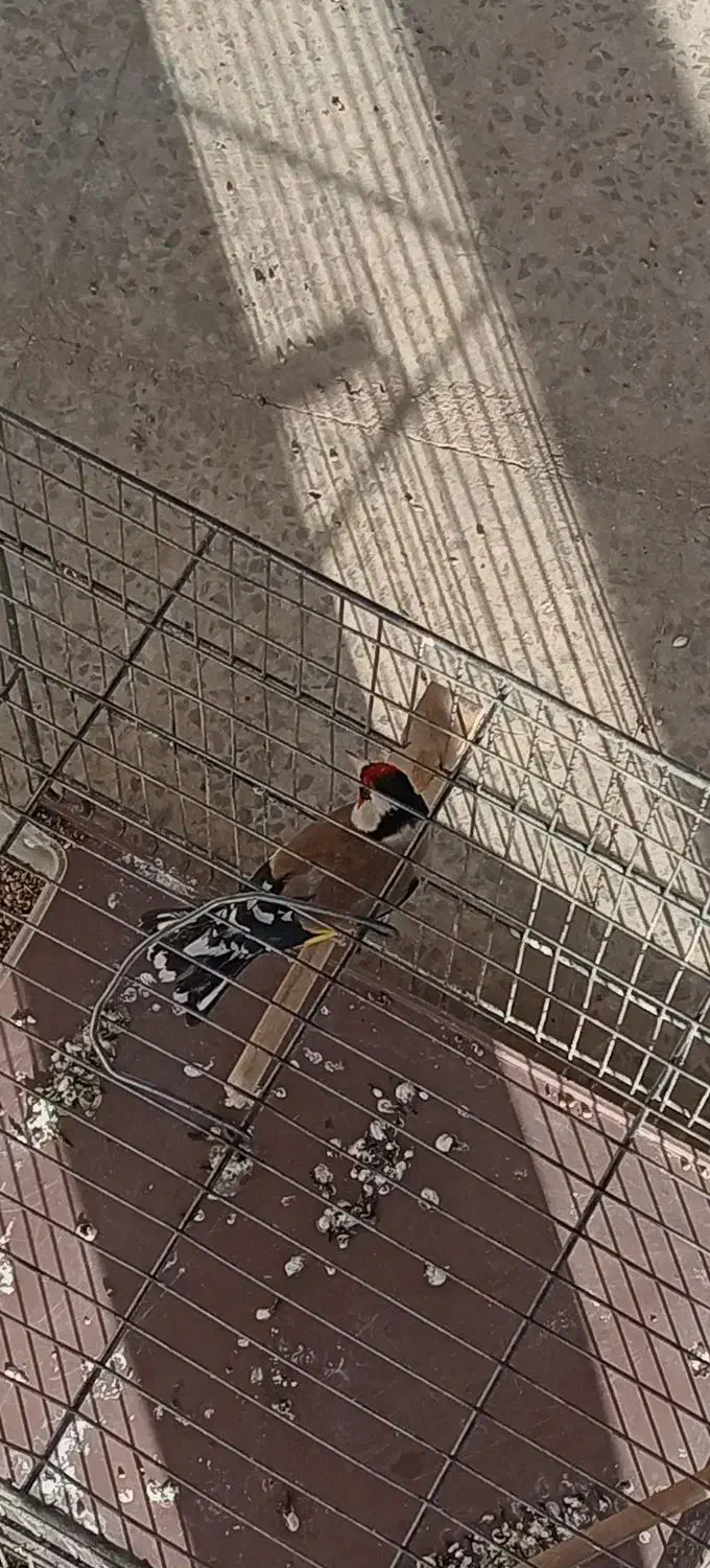 یه عدد سهره نر عالی|پرنده|خمینی‌شهر, |دیوار