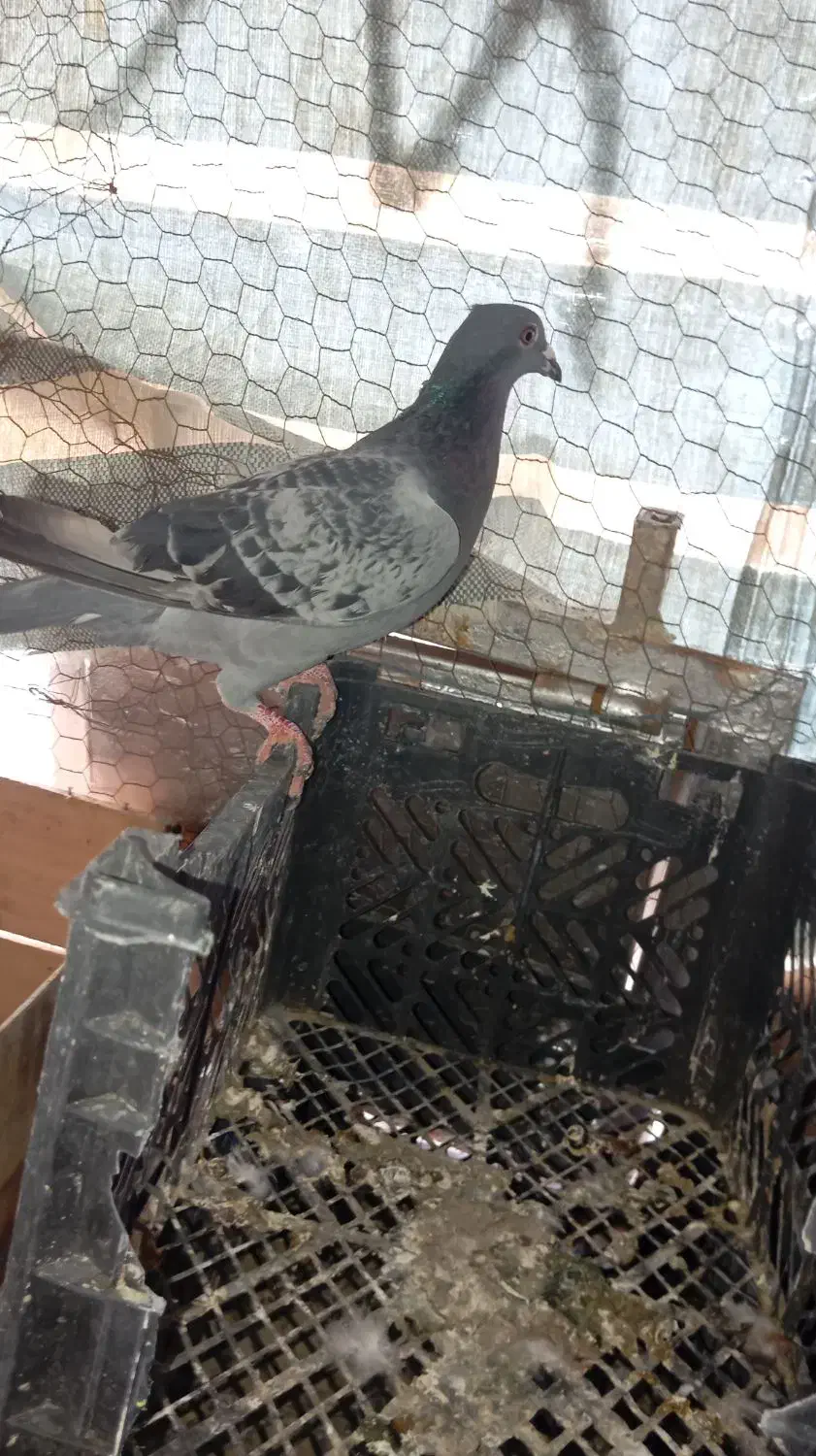 کبوتر سنگی|پرنده|سراوان, |دیوار