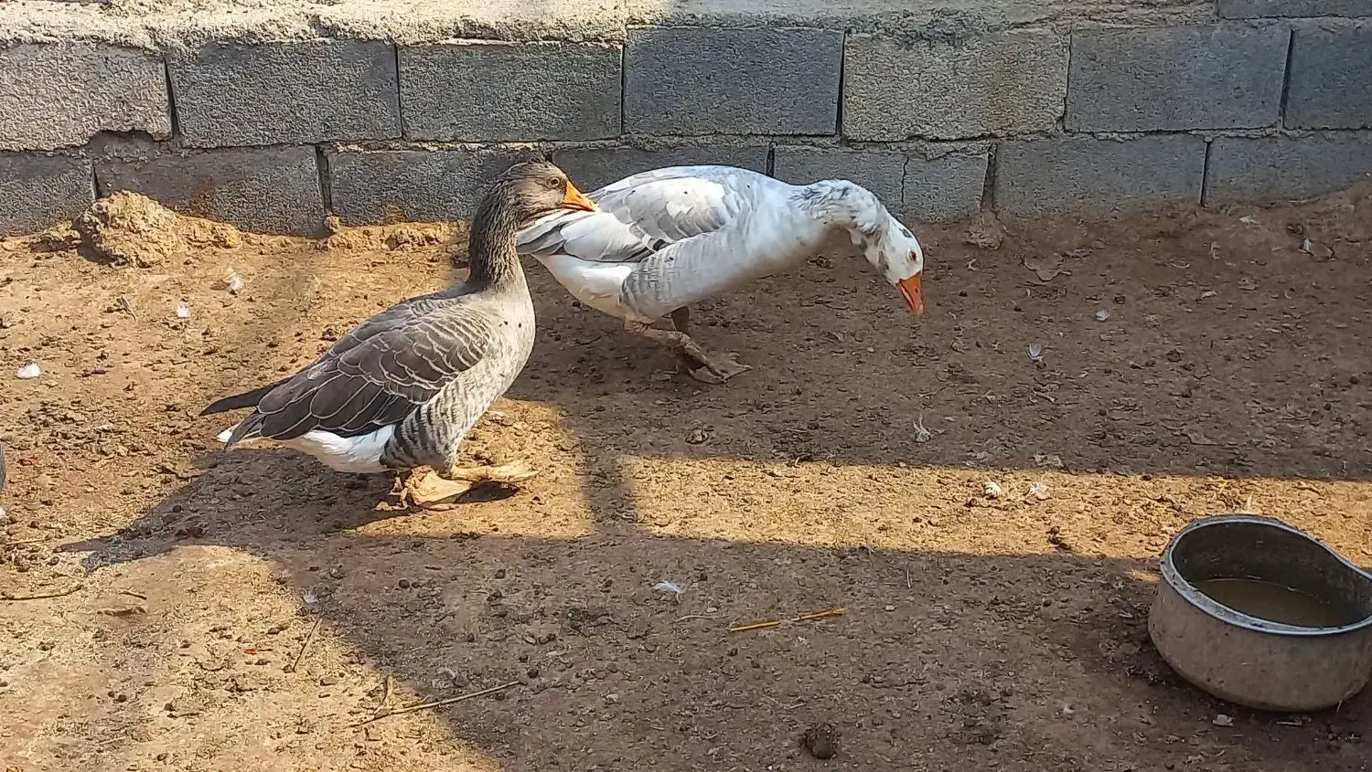 یک جفت غاز خوب و یک جفت اردک|حیوانات مزرعه|جم, |دیوار