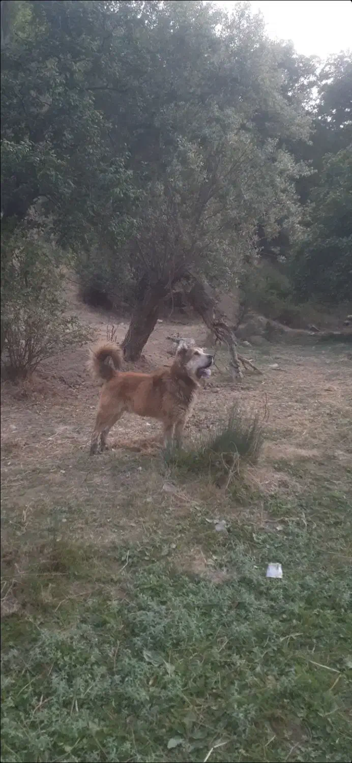 توله میکس|سگ|ماسوله, |دیوار