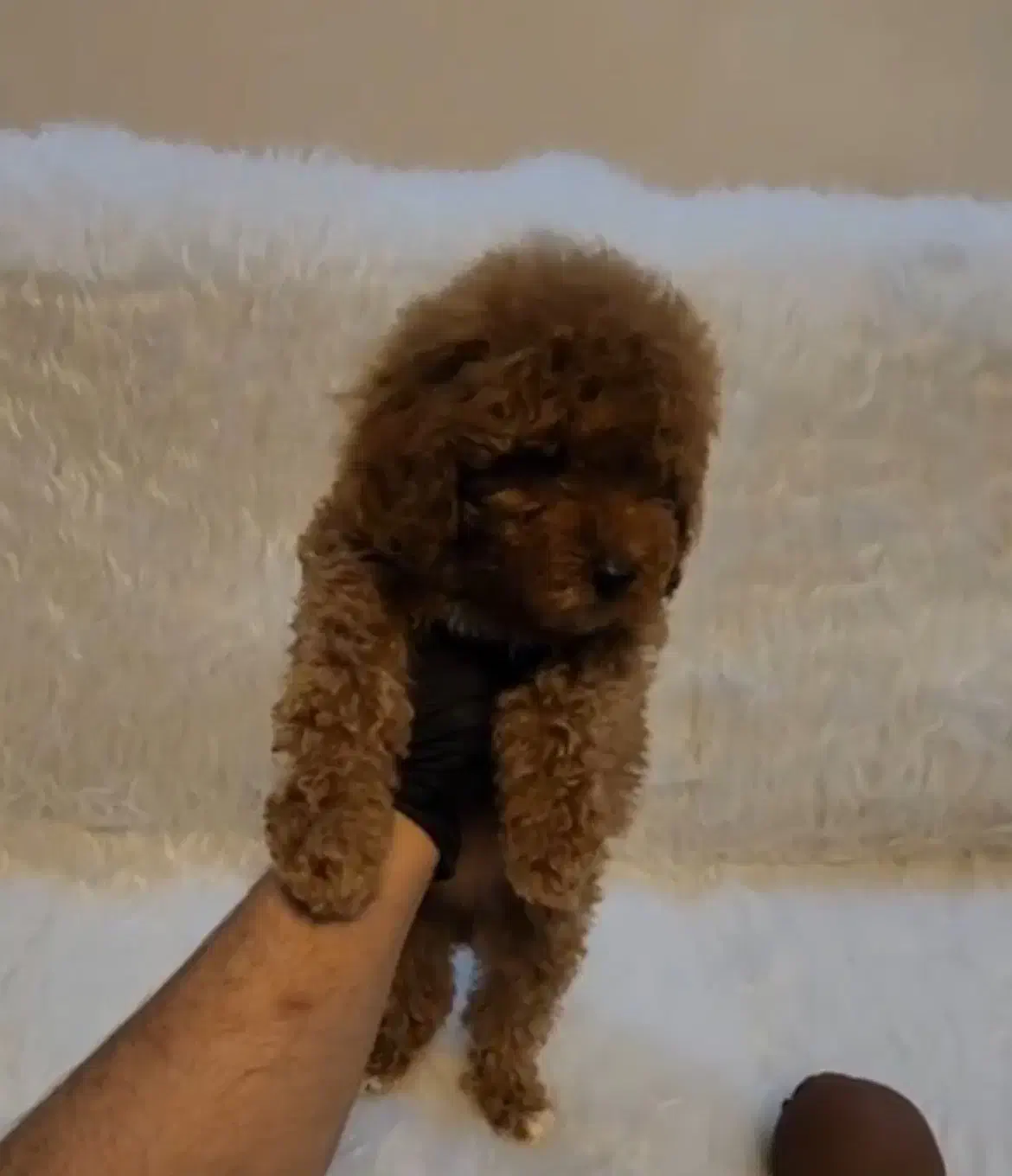 توی پودل فرفری رد|سگ|رشت, گلباغ نماز|دیوار