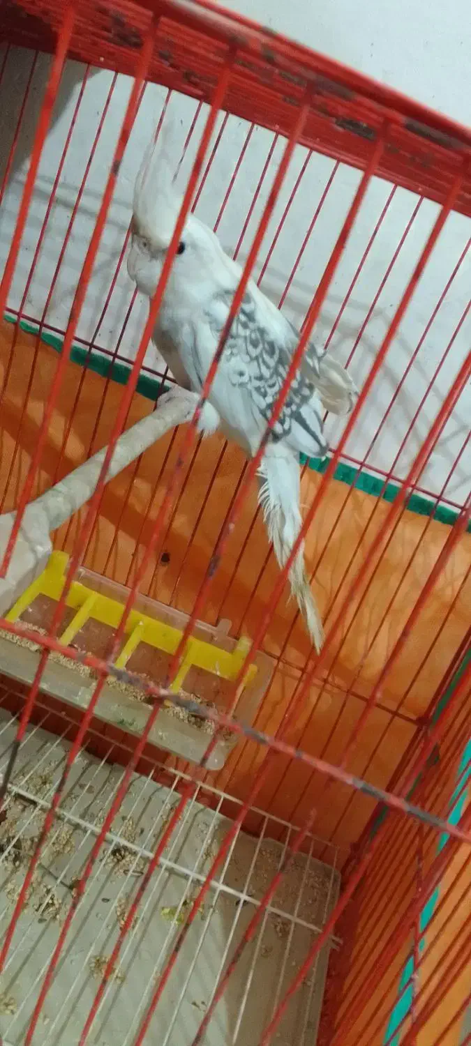 فروش عروس هلندی سفید|پرنده|آمل, |دیوار