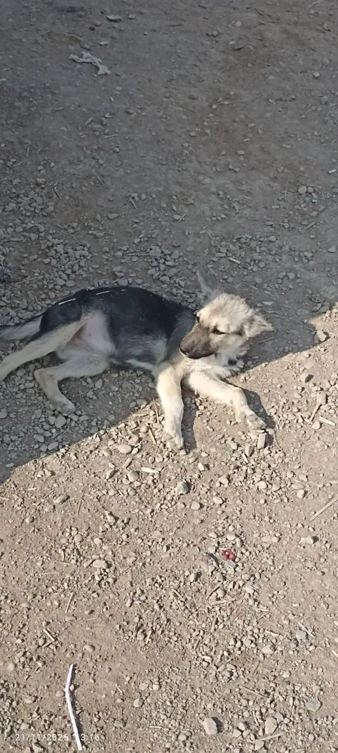 ...|سگ|سوسنگرد, |دیوار