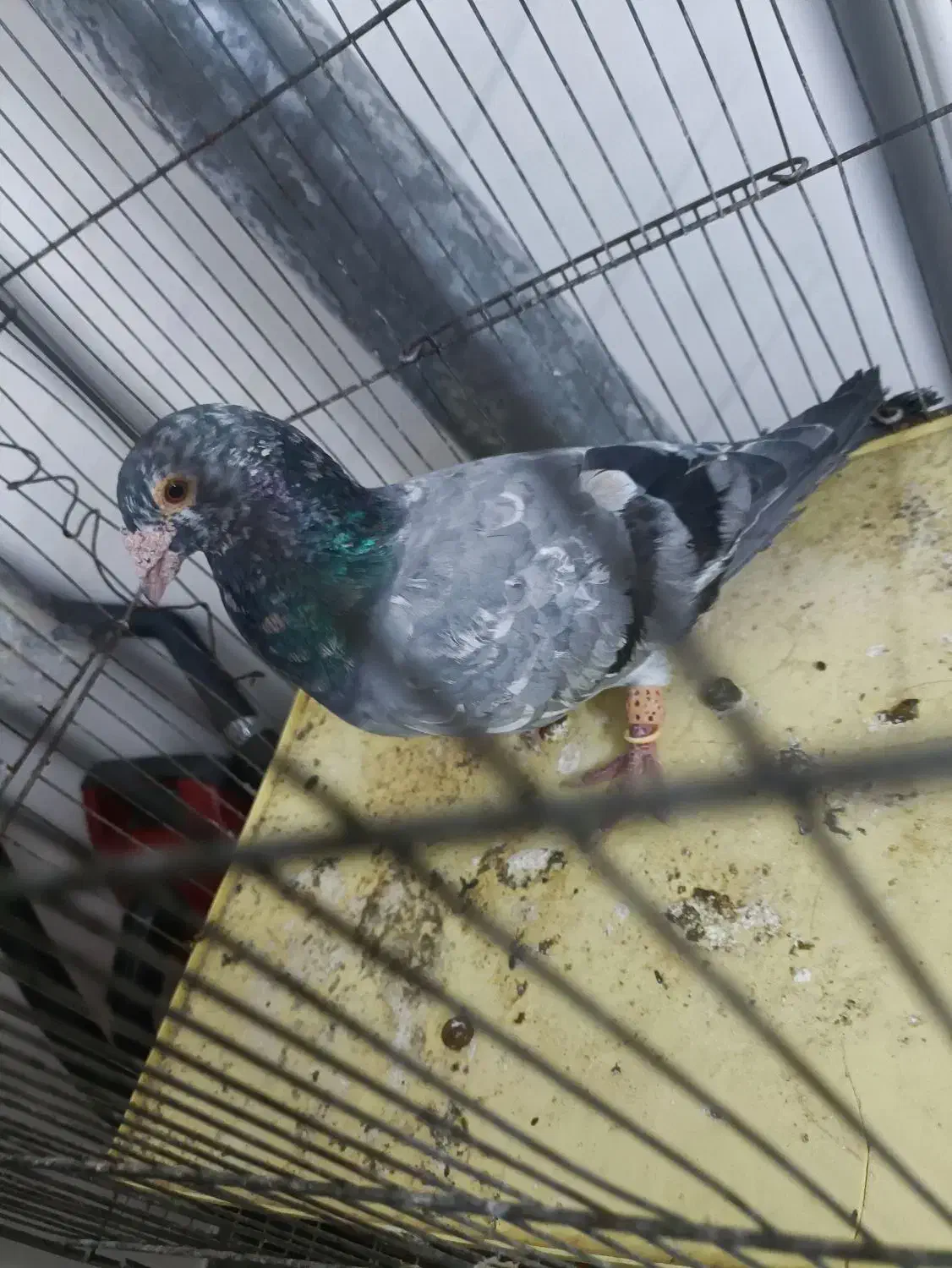 کبوتر کبوت هفت رنگ قواره دار|پرنده|قزوین, |دیوار