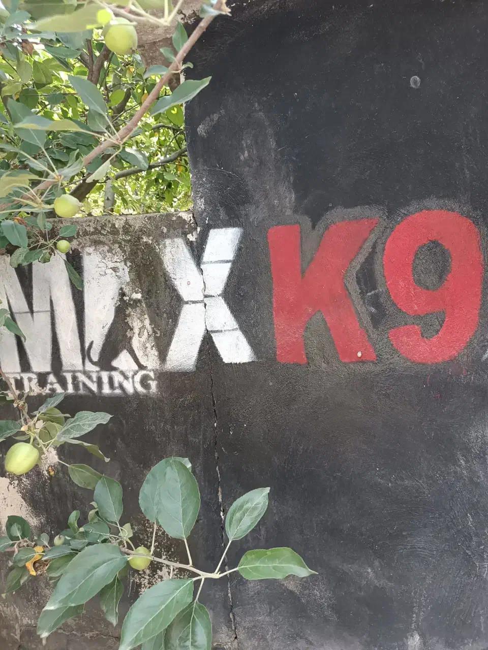 پانسیون سگ|لوازم جانبی حیوانات|ارطه, |دیوار