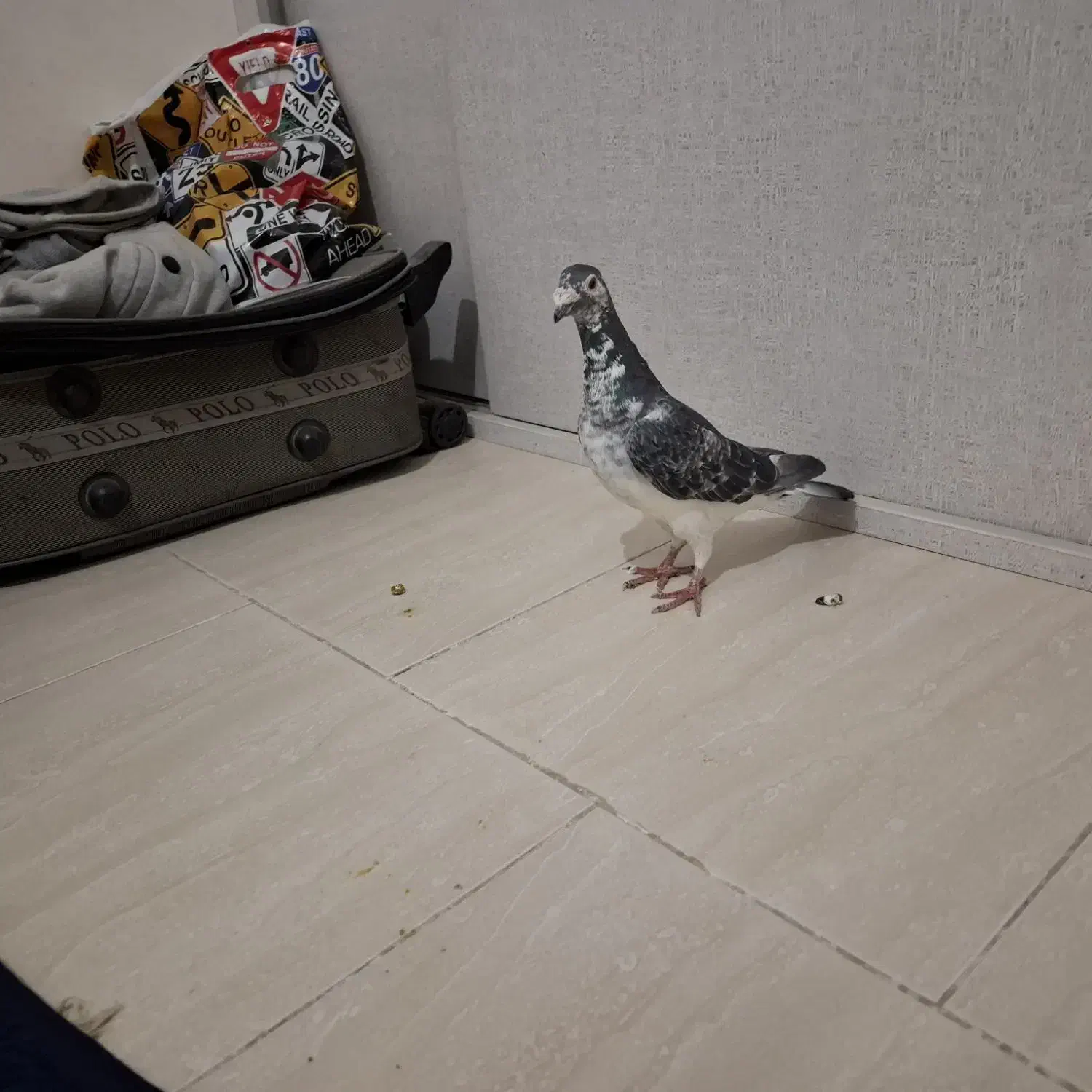 کبوتر|پرنده|هشتگرد, شهرک صبا سوله|دیوار