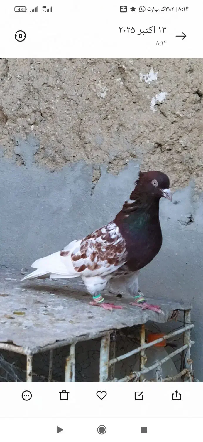 کبوتر کله سرخ نر|پرنده|شیراز, ارم|دیوار