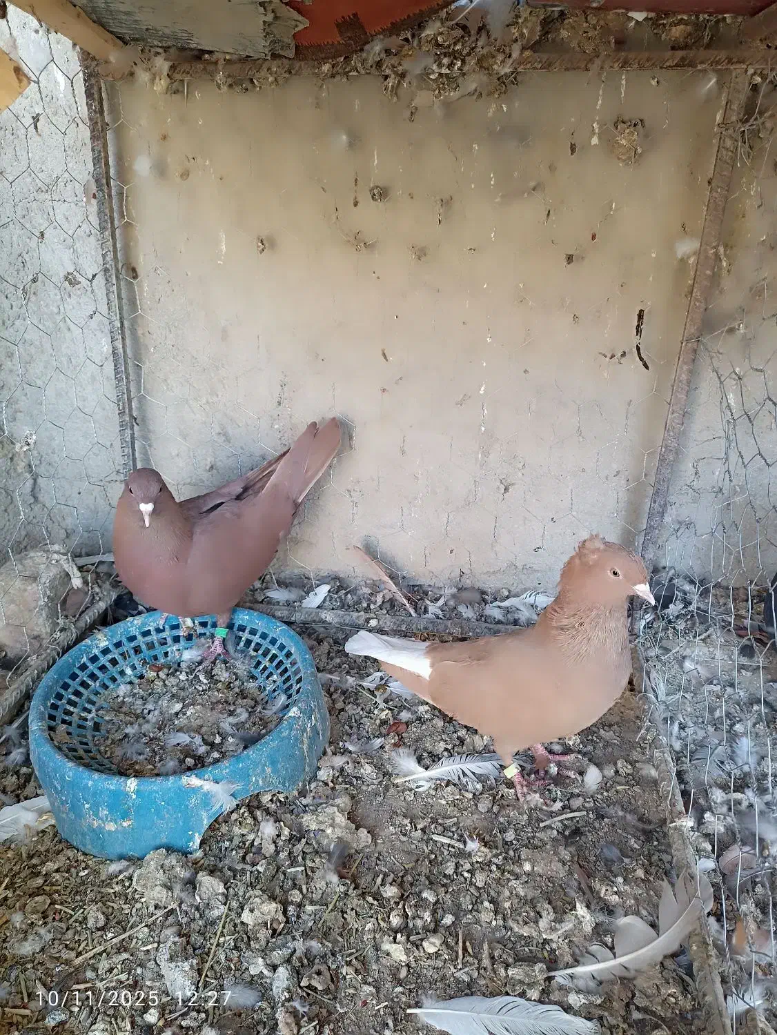 جفت نرماده|پرنده|زابل, |دیوار