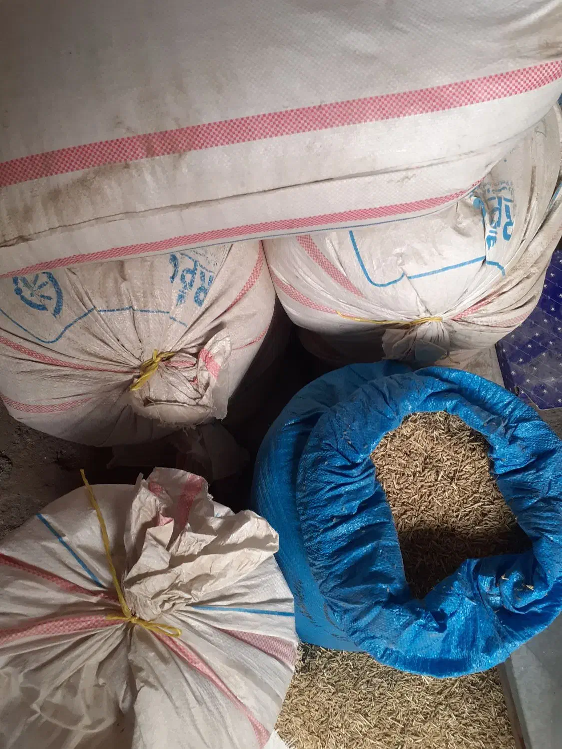 جو محلی|حیوانات مزرعه|کوهدشت, |دیوار