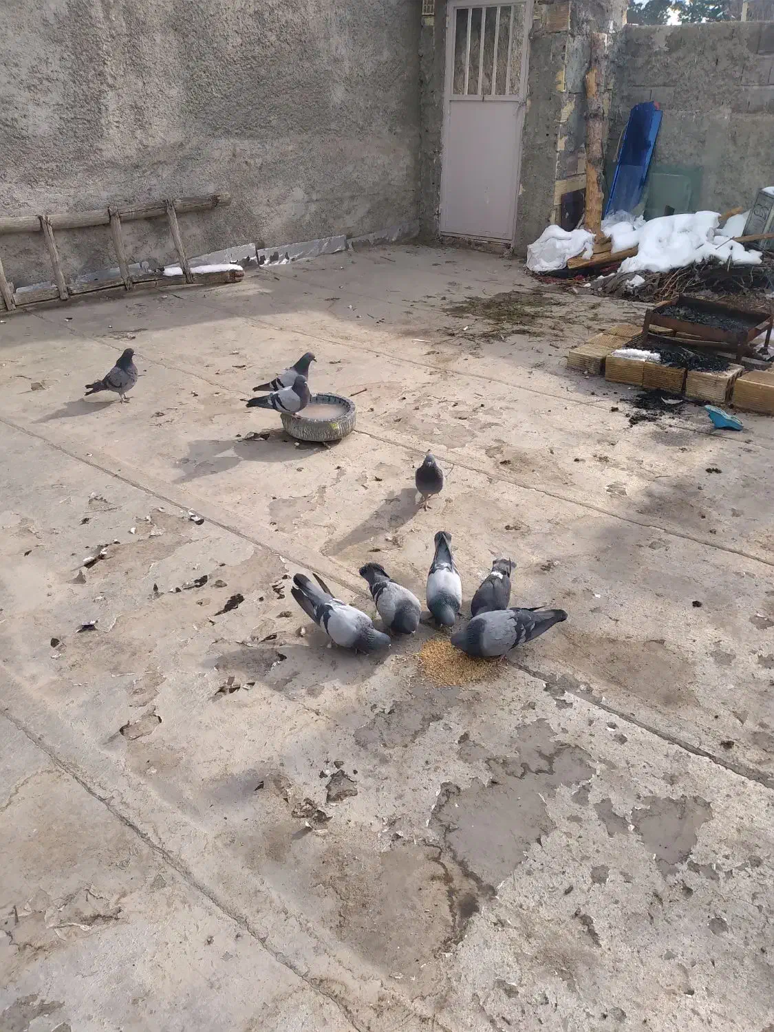 پرنده|پرنده|مبارکه, |دیوار