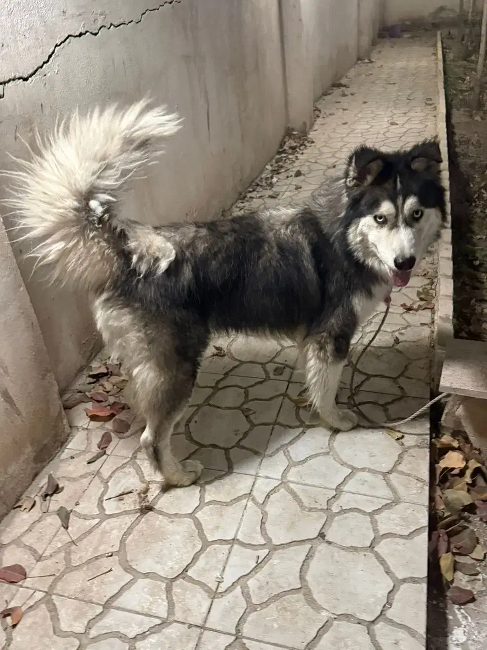 واگذاری سگ هاسکی|سگ|رودهن, |دیوار