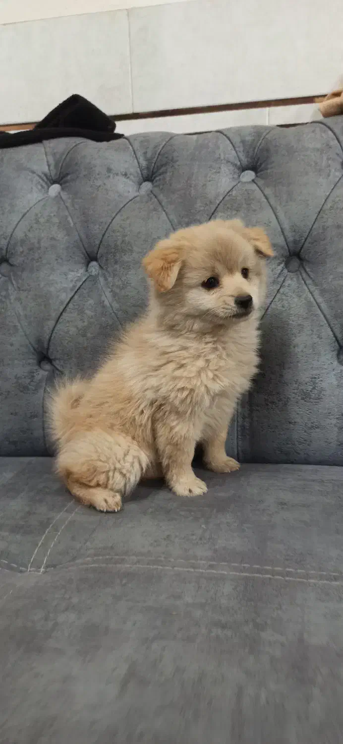 توله پامرین|سگ|تهران, کیانشهر|دیوار