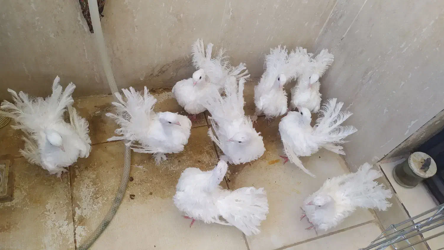 کبوتر تزیینی|پرنده|بیرجند, |دیوار