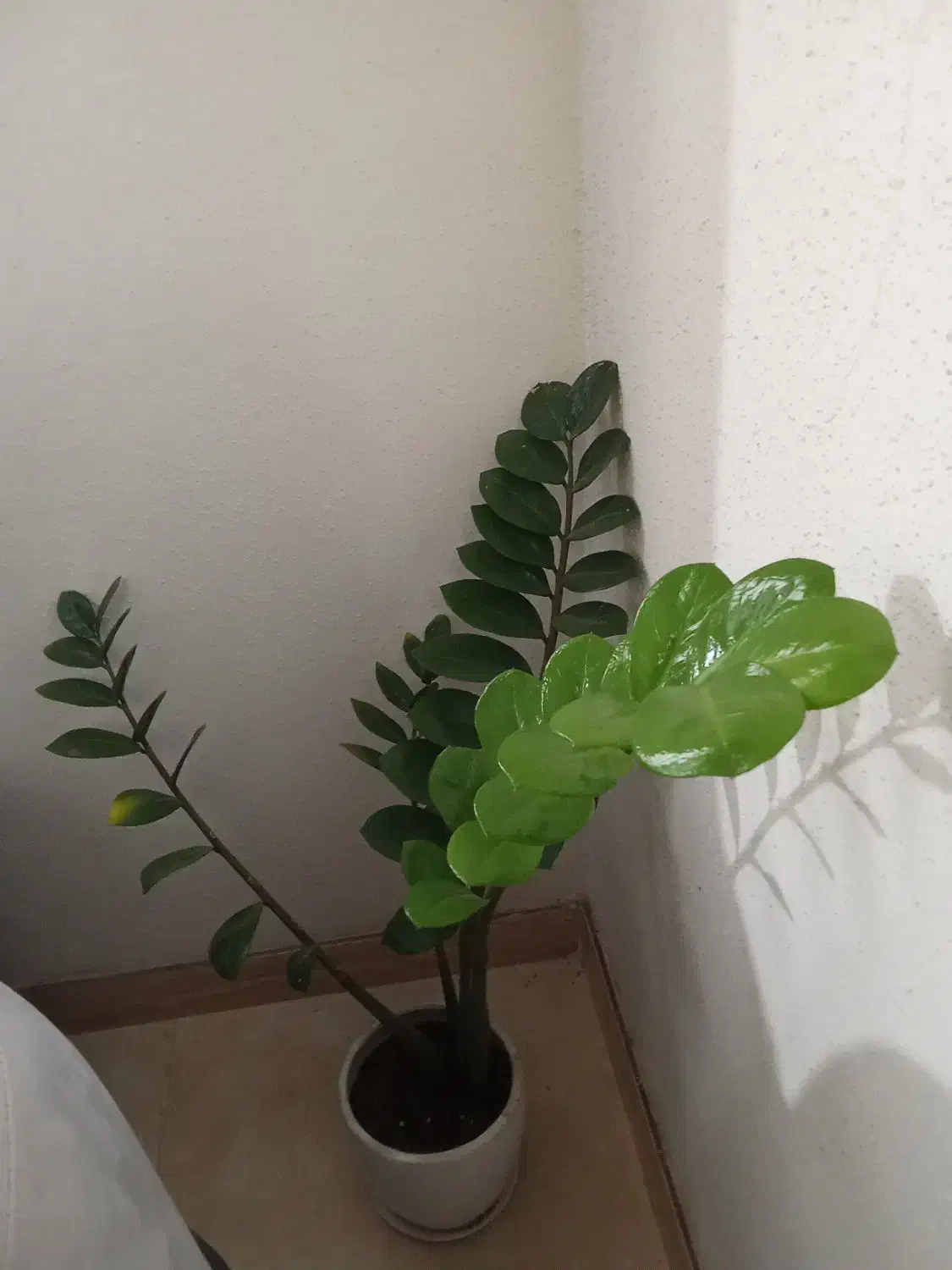 گل با گلدان گلهای شیک|گل و گیاه طبیعی|رشت, کوی قدس|دیوار