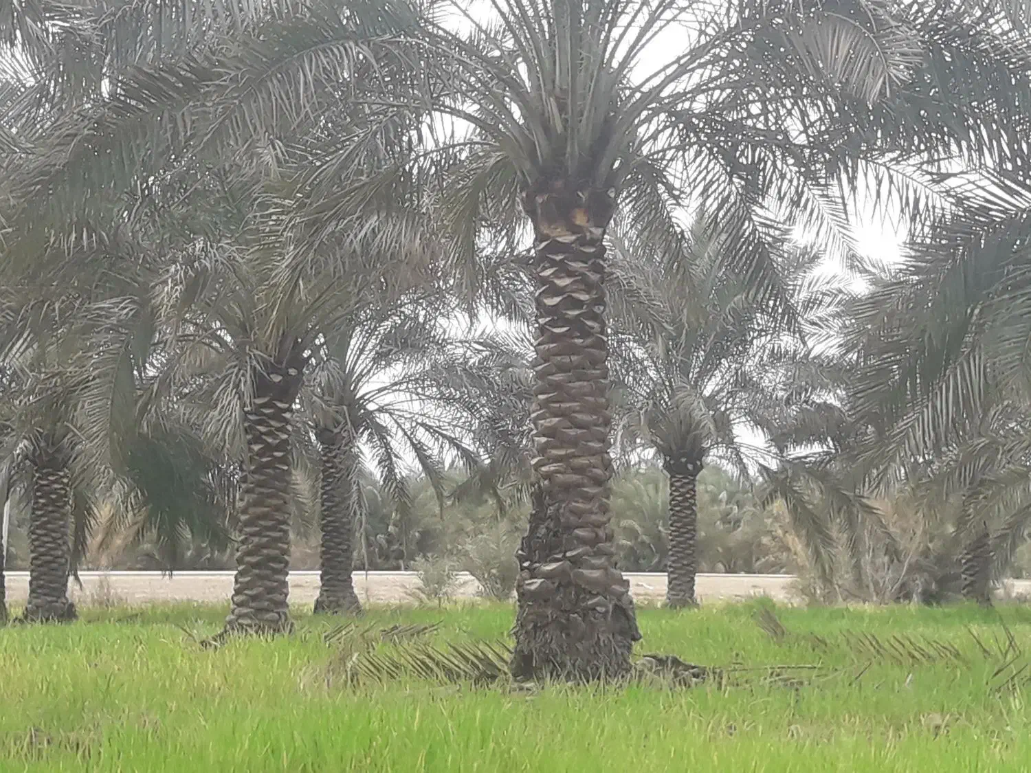 نخل|فعالیت داوطلبانه|شادگان, |دیوار