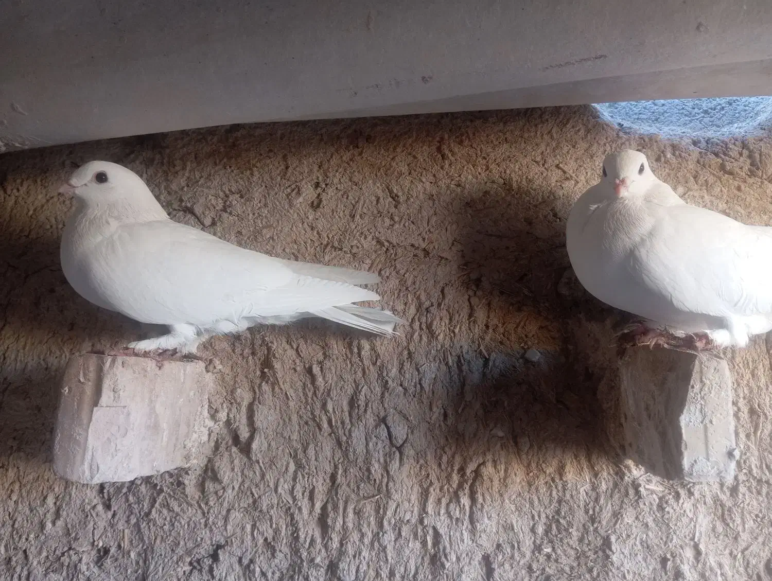 ماده سفید موشی کبوتر|پرنده|فسا, |دیوار