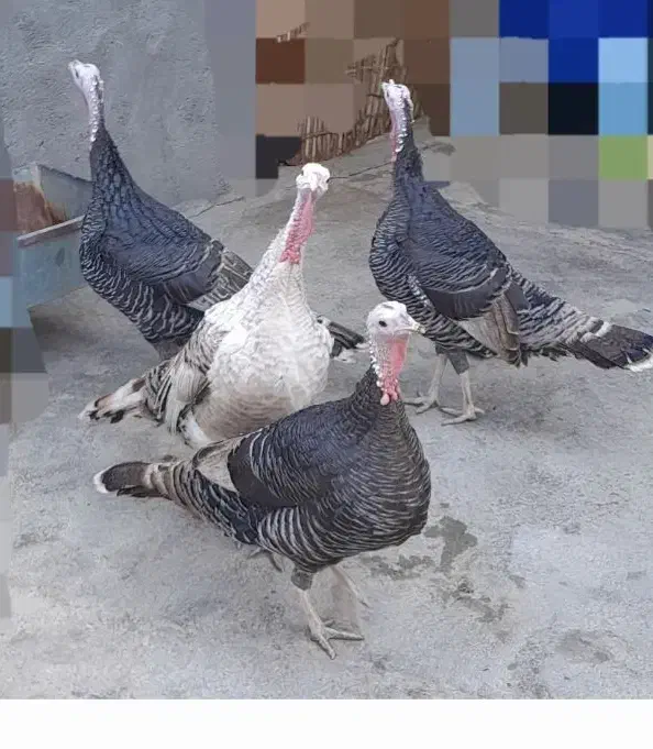 4عدد بوقلمون ماده چاق|حیوانات مزرعه|کوهدشت, |دیوار