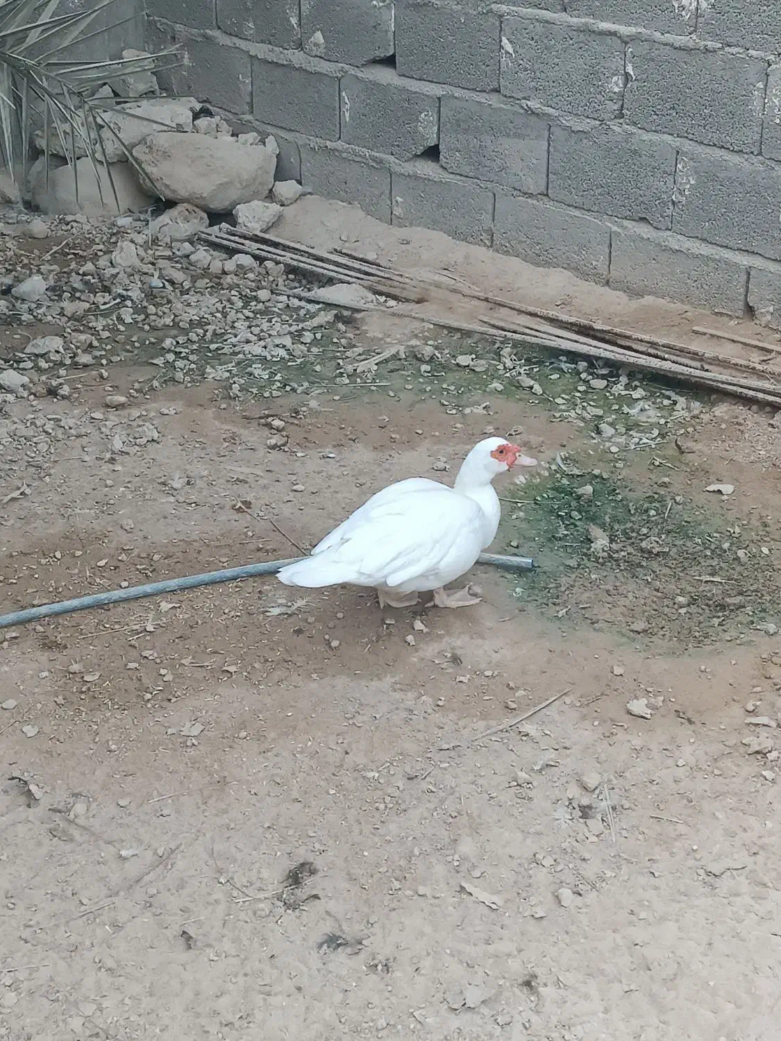 فروش مرغ و خروس وسیکا|حیوانات مزرعه|بندر دیر, |دیوار