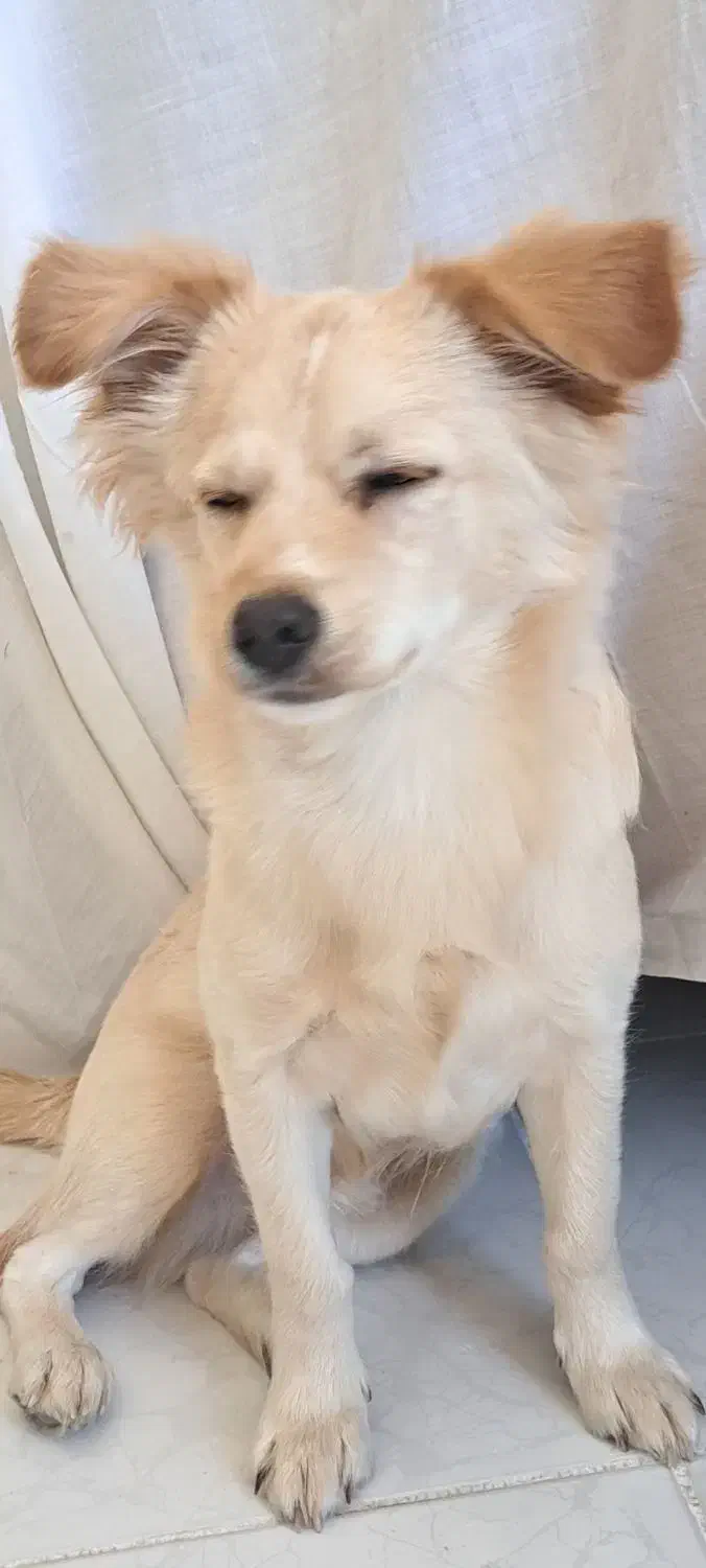 واگذاری سگ اشپیتز|سگ|اصفهان, شفق|دیوار