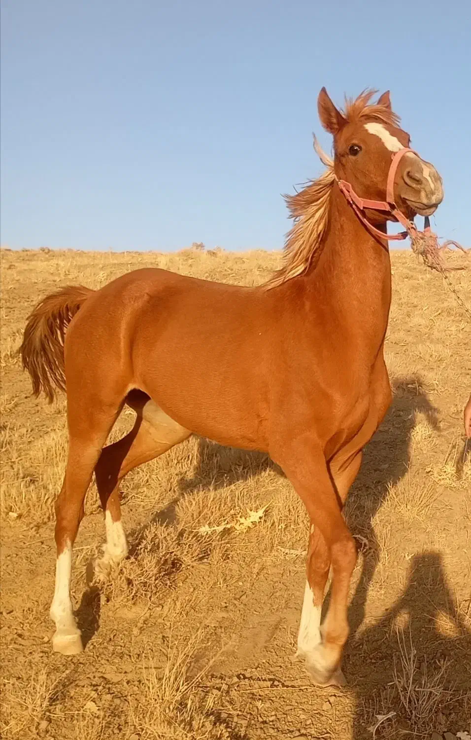 گمشده|اسب و تجهیزات اسبسواری|خمین, |دیوار