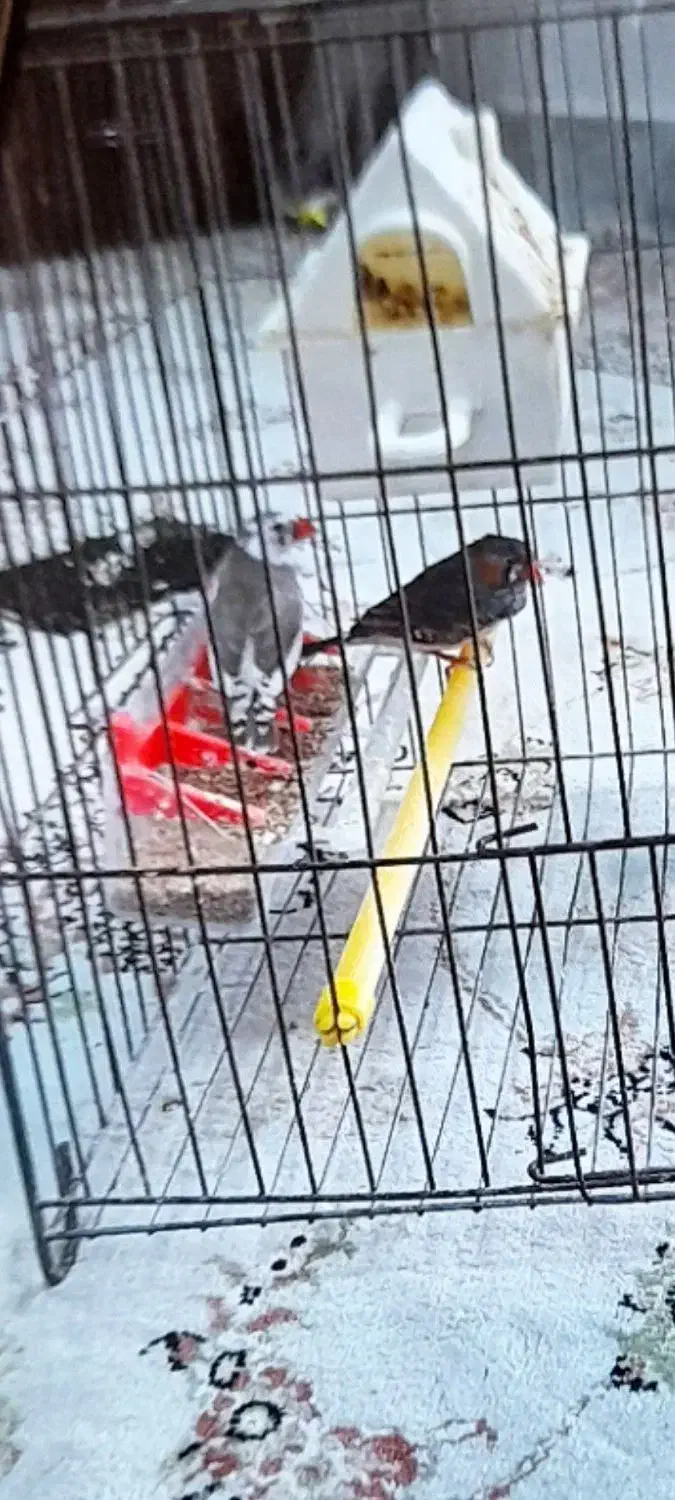 پرنده فنچ|پرنده|خمینی‌شهر, |دیوار