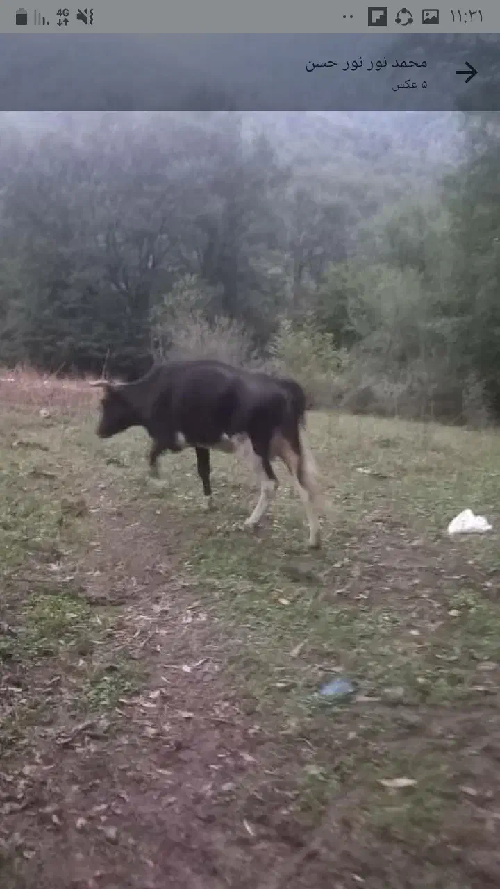 گاو و گوساله|حیوانات مزرعه|فاضل آباد, |دیوار