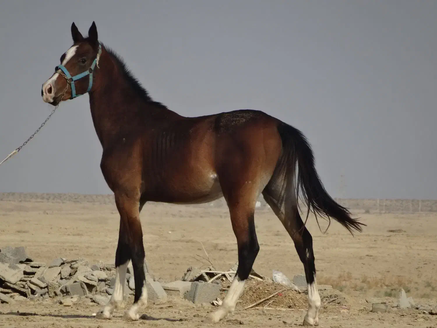 نریان 16ماهه ترکمن|اسب و تجهیزات اسبسواری|گنبد کاووس, |دیوار