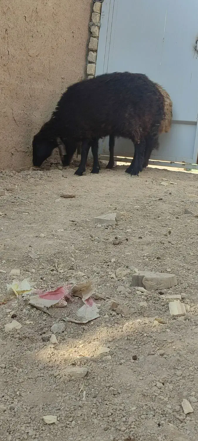 میش.بره.بز|حیوانات مزرعه|نجفآباد, کهریزسنگ|دیوار