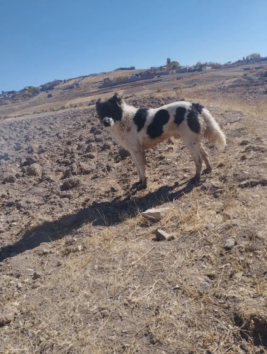 سگ گلعی و نگهبان|سگ|هریس, |دیوار