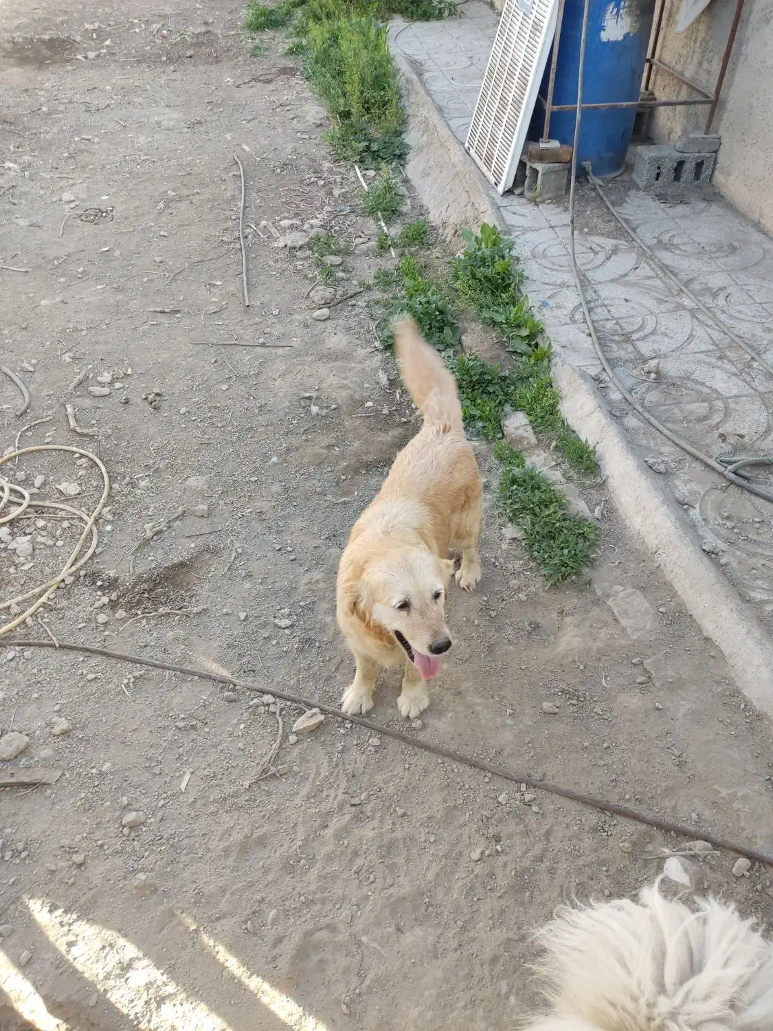 سگ ماده گلدن|سگ|شهریار, کهنز|دیوار