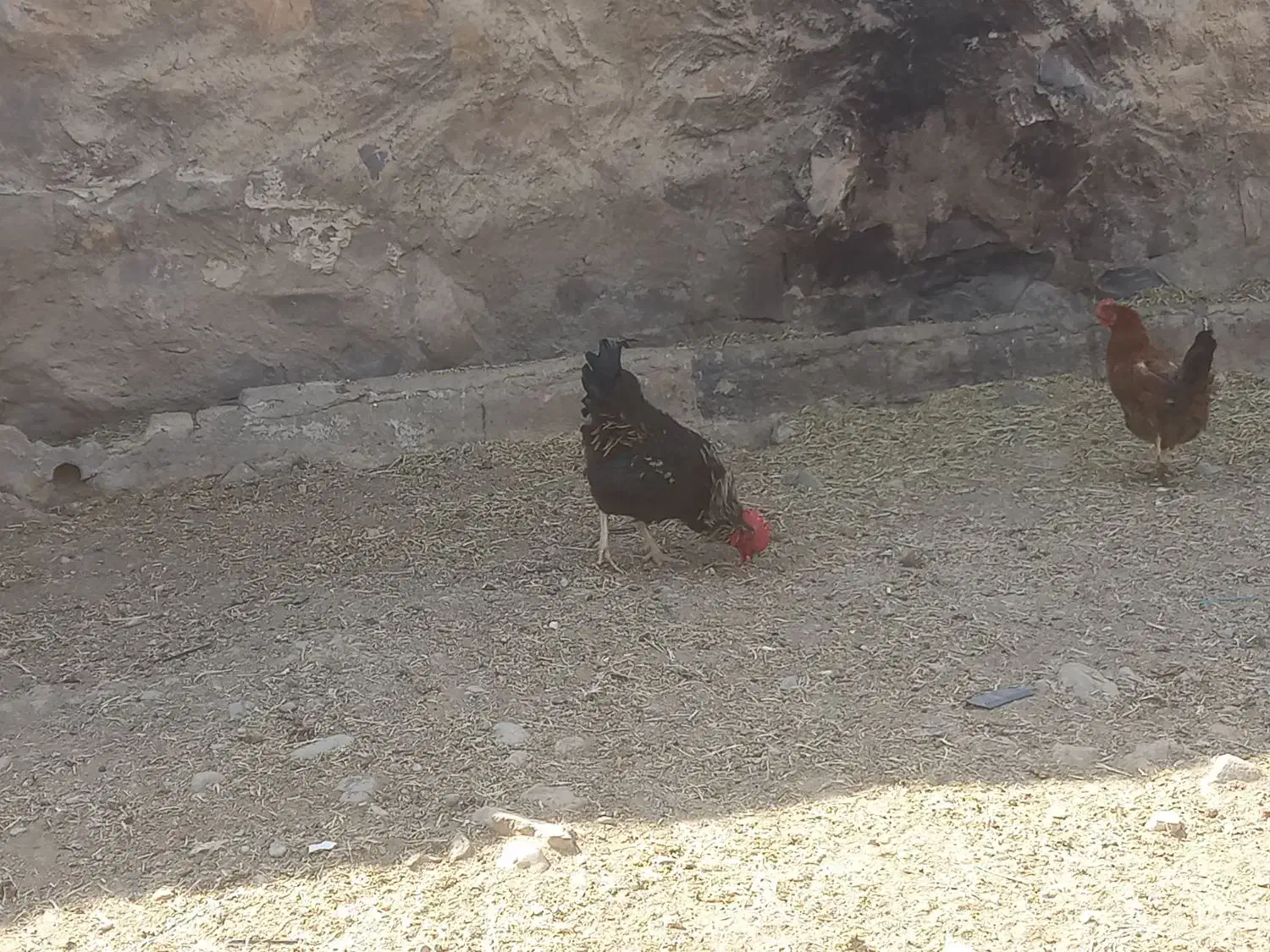 خروس|حیوانات مزرعه|خلجستان, |دیوار