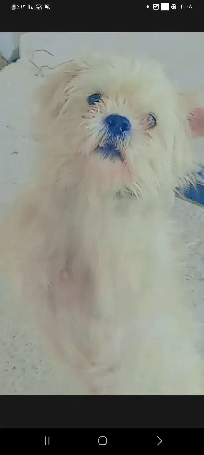 سگ گم شده مژدگانی داده میشود|سگ|علیآباد کتول, |دیوار