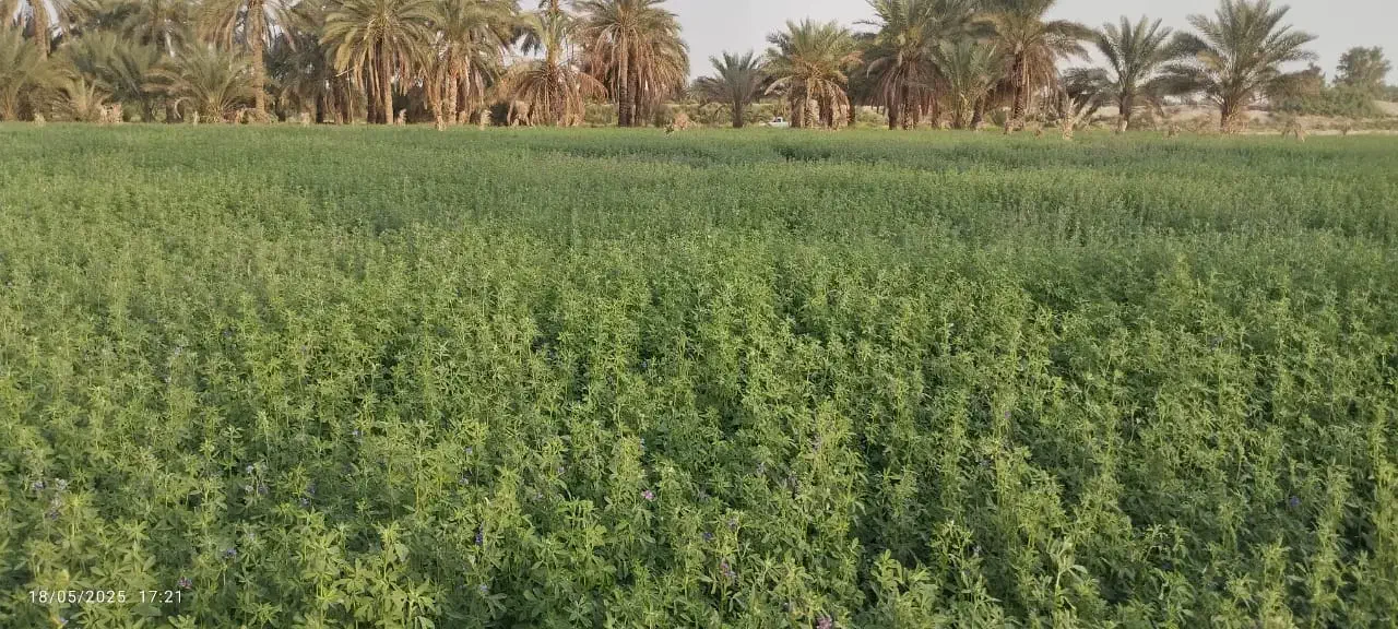 کاه یونجه|خدمات باغبانی و درختکاری|عنبرآباد, |دیوار