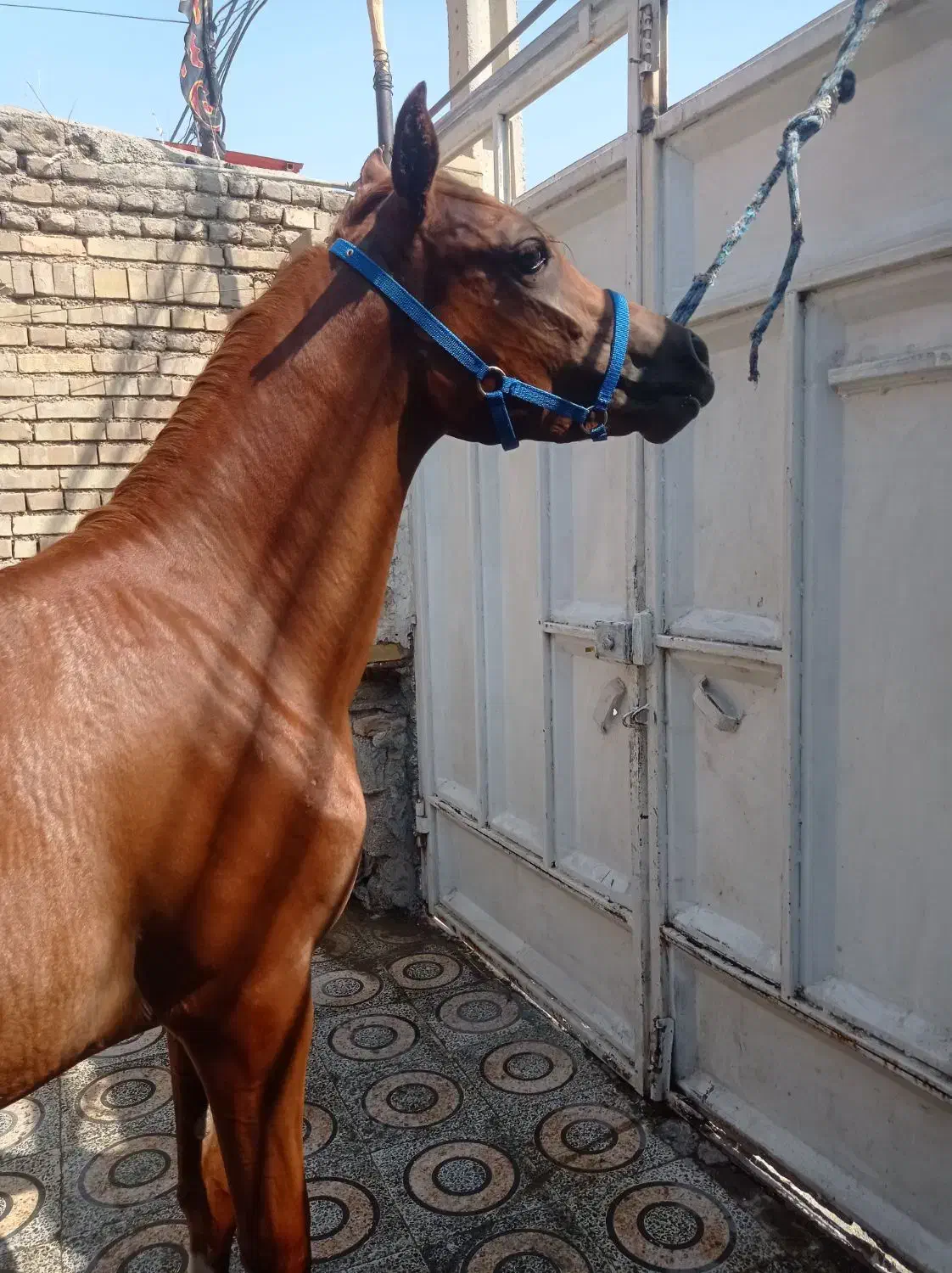 کره مادیون یکسر|اسب و تجهیزات اسب‌سواری|شوش, |دیوار