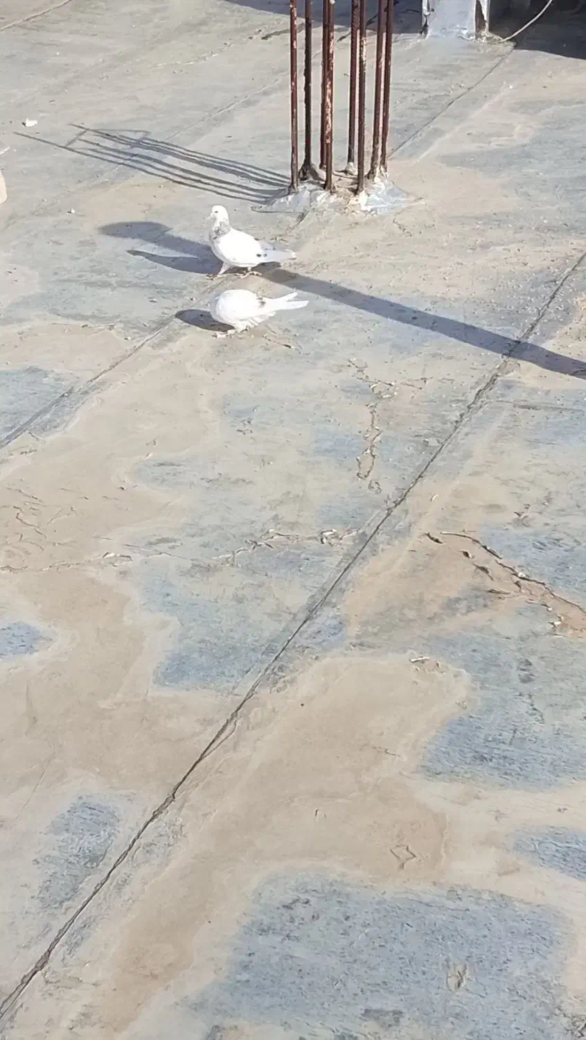 یک جفت|پرنده|بسطام, |دیوار