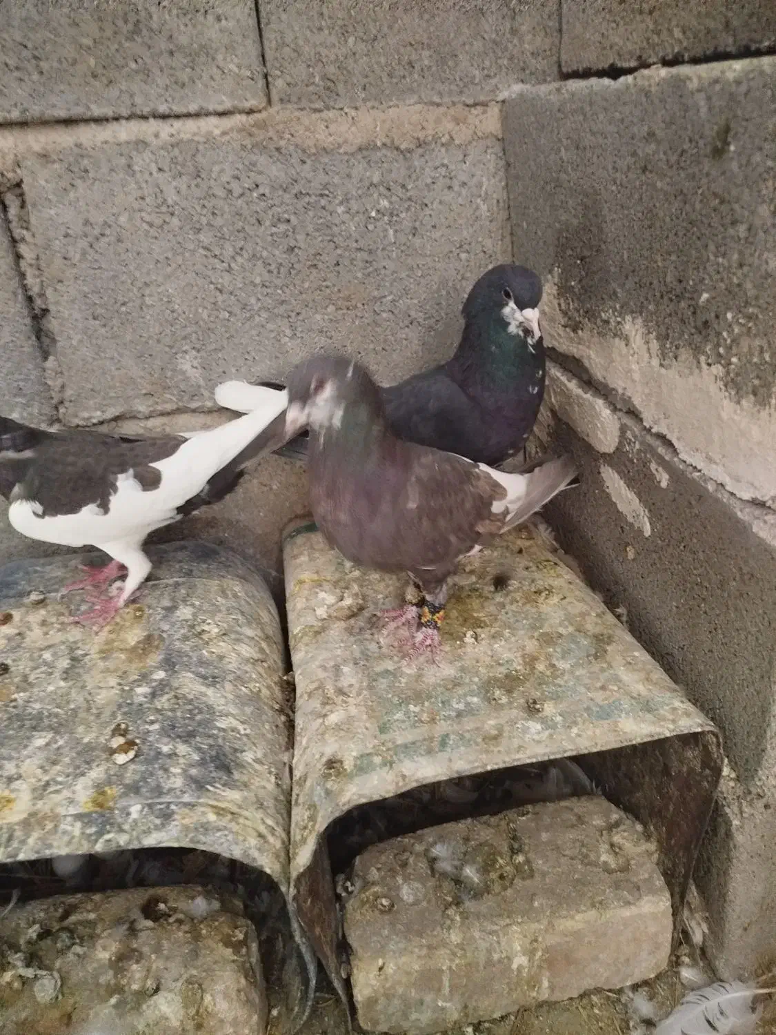 پرنده کبوتر|پرنده|شیراز, گویم|دیوار