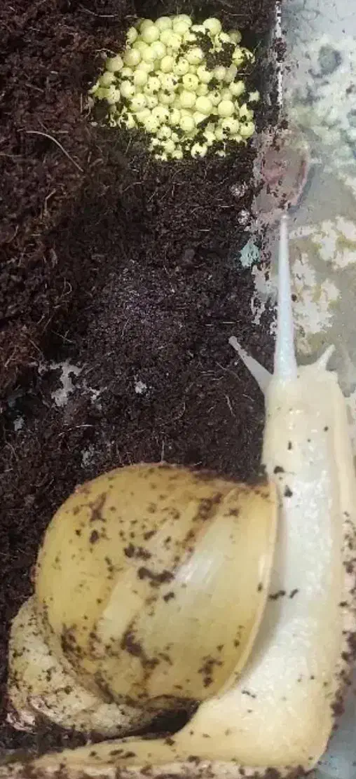 خاویار حلزون|خزنده|شیراز, تندگویان|دیوار