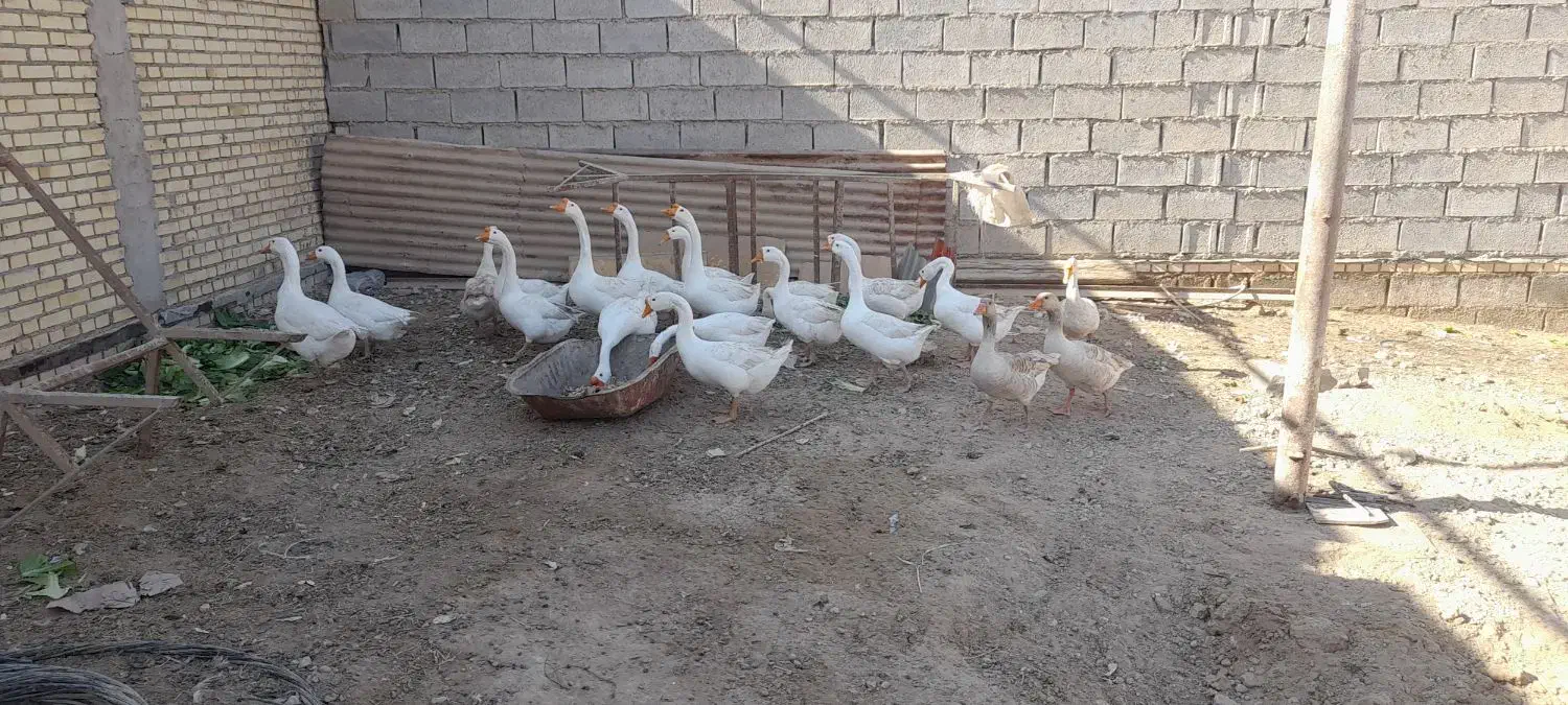 قوقازچینی اصل|حیوانات مزرعه|شادگان, |دیوار