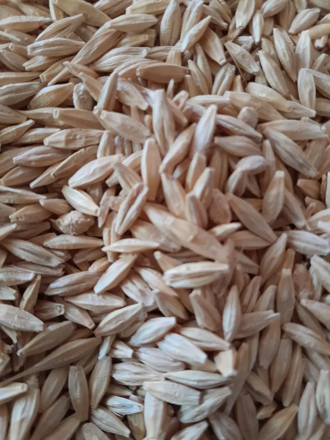 فروش جو  سفید دیم پاییزه|لوازم جانبی حیوانات|باغ حلی, |دیوار