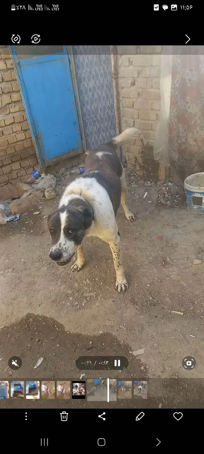 سگ افغان|سگ|سامن, |دیوار