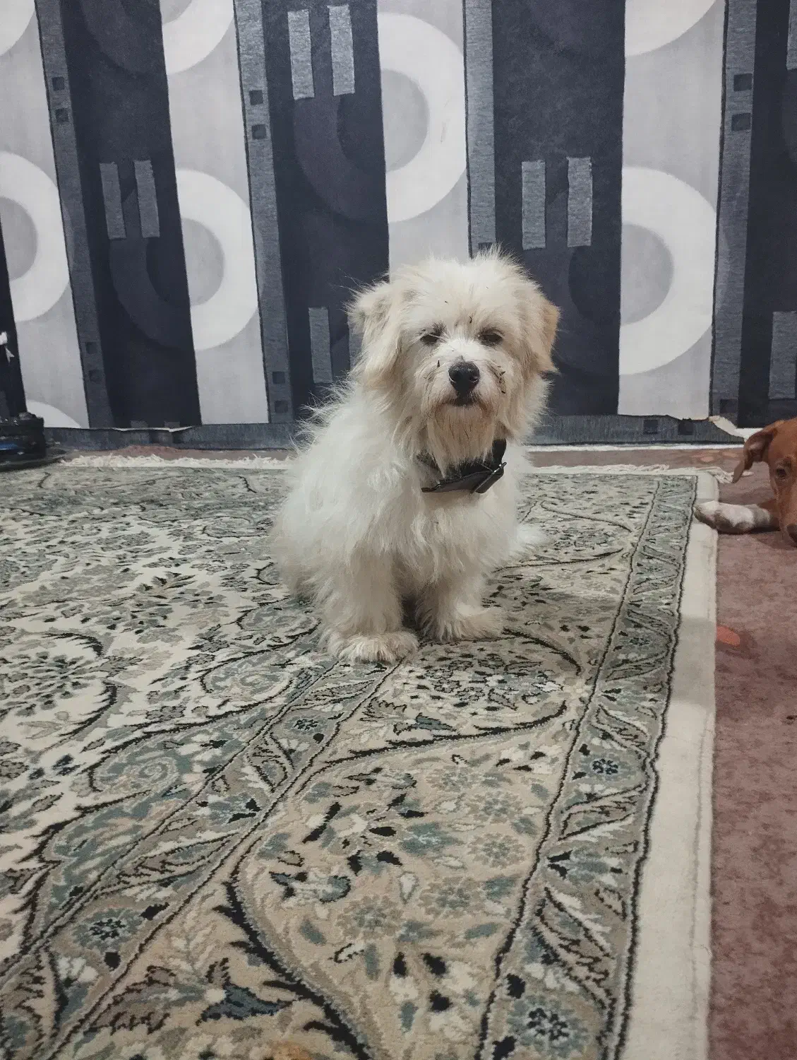 پیداشده|حیوانات|عباسآباد, |دیوار