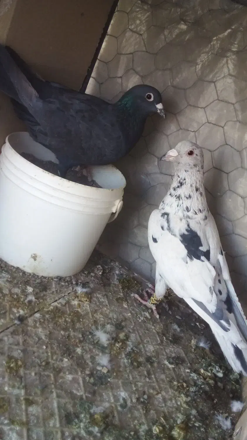 کبوترساروزاغ کرمانی|پرنده|قائن, |دیوار