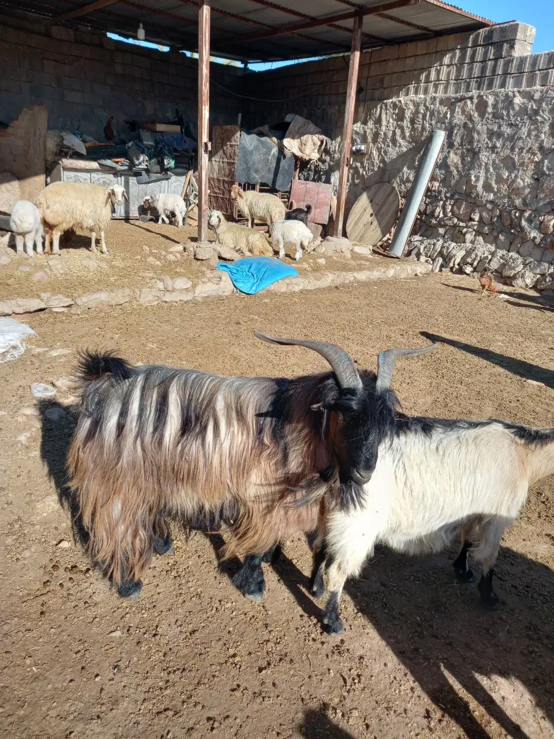 نربز صابرین جوان وسالم وچاق باپرش عالی|حیوانات مزرعه|اندیمشک, |دیوار