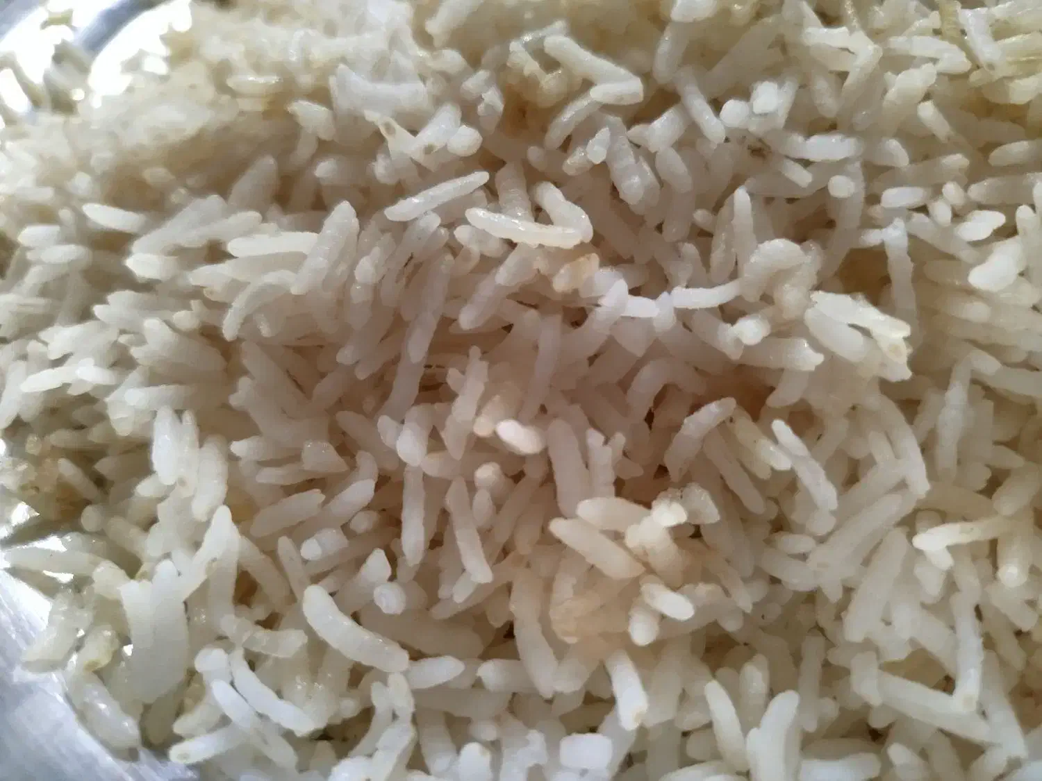 برنج کامفیروزی اصل درجه۱|خوردنی و آشامیدنی|شیراز, گویم|دیوار