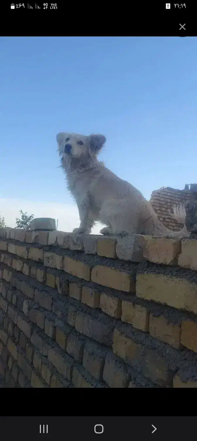 شیتزو تریر|سگ|زنجان, |دیوار