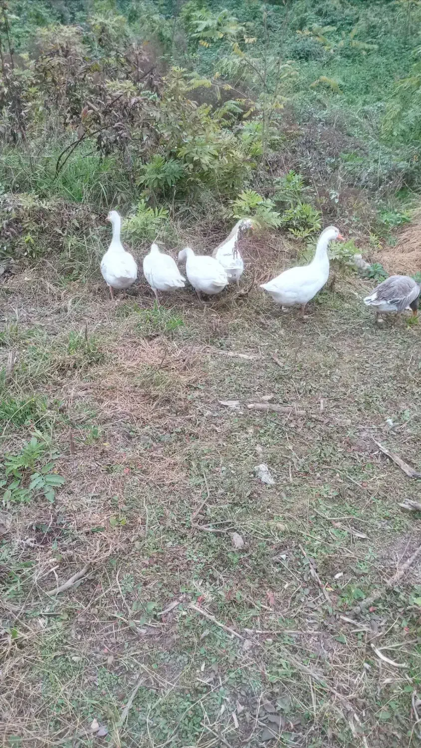 غاز محلی|حیوانات مزرعه|سنگر, |دیوار