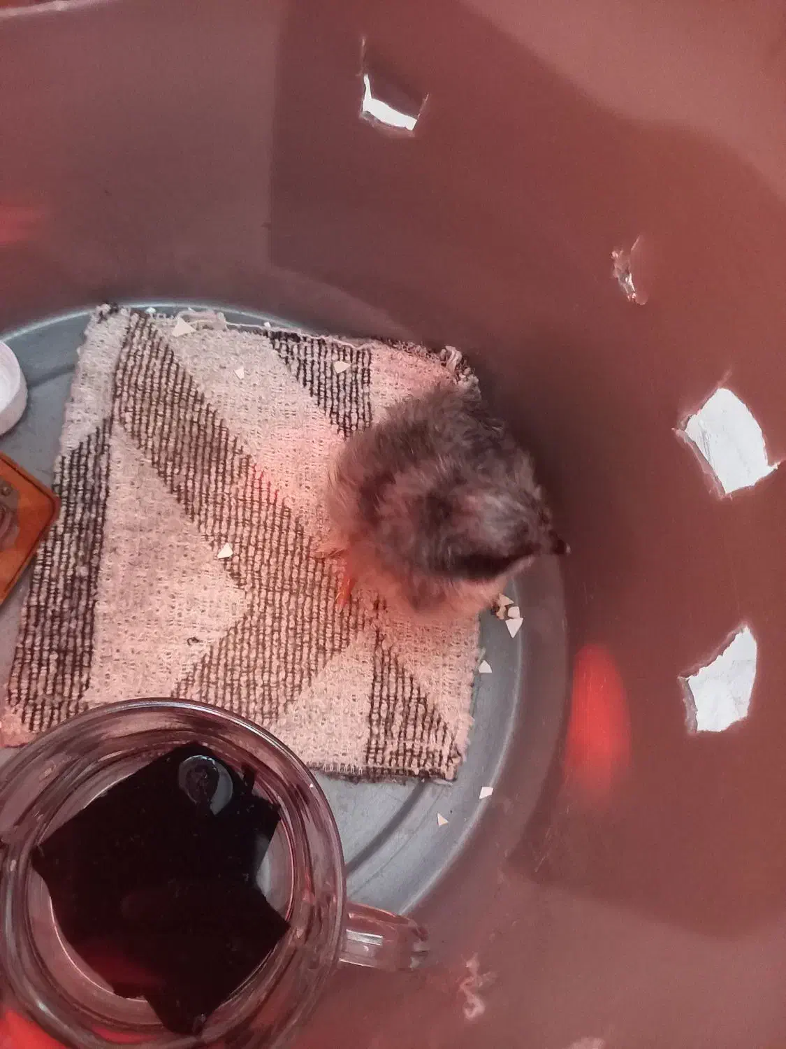 جوجه رسمی کاکلی پا پر|حیوانات مزرعه|مشکیندشت, |دیوار